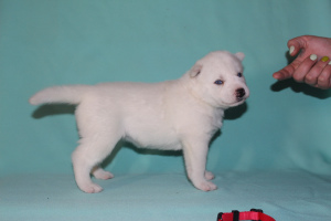 Additional photos: White Husky