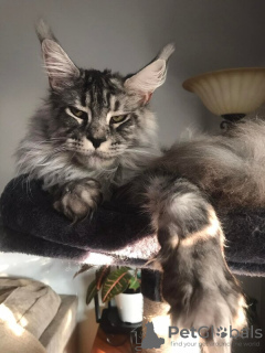 Photo №2 to announcement № 133288 for the sale of maine coon - buy in Germany private announcement