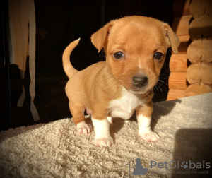 Photo №4. I will sell portuguese podengo in the city of St. Petersburg. from nursery, breeder - price - 1295$