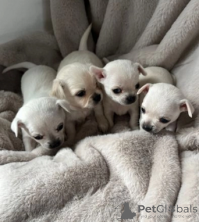 Photo №4. I will sell chihuahua in the city of Berlin. private announcement - price - Is free