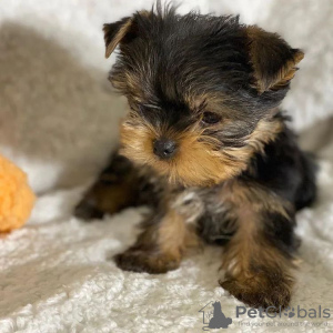 Additional photos: Purebred medium sized Yorkshire Terrier.