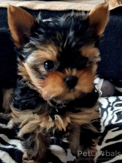 Photo №4. I will sell yorkshire terrier in the city of Bielefeld. private announcement - price - 310$