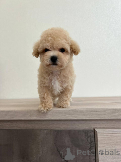 Photo №4. I will sell non-pedigree dogs in the city of Borisov. breeder - price - negotiated