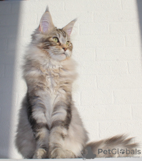 Photo №4. I will sell maine coon in the city of Domodedovo. from nursery - price - 1774$