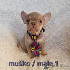 Photo №1. french bulldog - for sale in the city of Trstenik | negotiated | Announcement № 128407