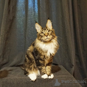 Photo №1. maine coon - for sale in the city of Волжский | 651$ | Announcement № 47055