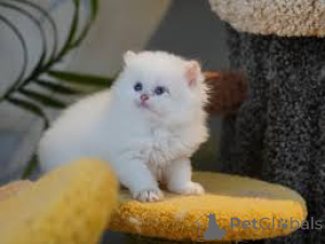 Photo №2 to announcement № 163382 for the sale of british longhair - buy in Austria private announcement, breeder