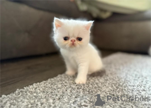 Photo №2 to announcement № 153858 for the sale of exotic shorthair - buy in Germany 
