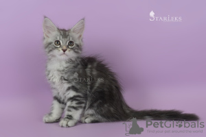 Photo №2 to announcement № 8911 for the sale of maine coon - buy in Russian Federation from nursery, breeder