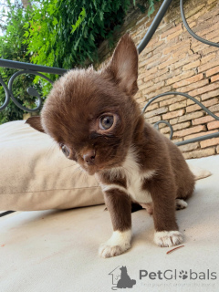 Photo №2 to announcement № 169420 for the sale of chihuahua - buy in France breeder