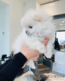 Photo №3. I sell Pomeranian spitz puppies. Austria
