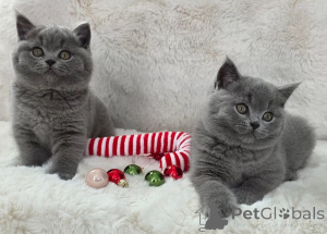 Photo №2 to announcement № 170847 for the sale of british shorthair - buy in Germany 