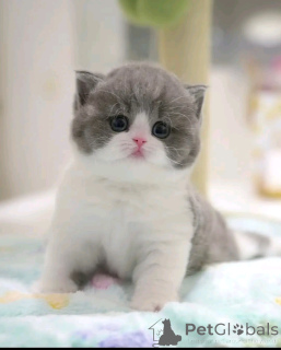 Photo №2 to announcement № 138843 for the sale of scottish fold - buy in Germany breeder