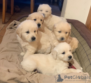 Photo №4. I will sell golden retriever in the city of Chelyabinsk. private announcement, breeder - price - 475$