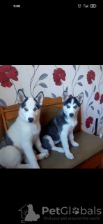 Photo №1. siberian husky - for sale in the city of Poltava | negotiated | Announcement № 10447