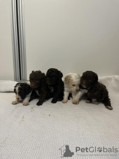 Additional photos: Lagotto Romagnolo puppies