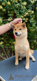 Photo №1. shiba inu - for sale in the city of Гулькевичи | negotiated | Announcement № 105697