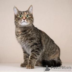 Photo №3. Vatrushka is looking for a home!. Russian Federation