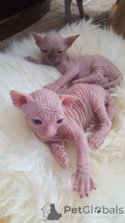 Photo №2 to announcement № 167528 for the sale of sphynx cat - buy in Denmark private announcement, breeder