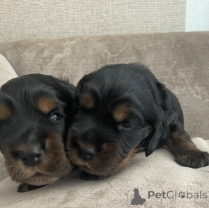 Photo №3. STUNNING SHOW COCKER SPANIEL. United States