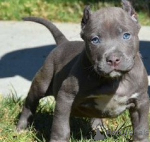 Photo №1. american pit bull terrier - for sale in the city of Munich | negotiated | Announcement № 170042