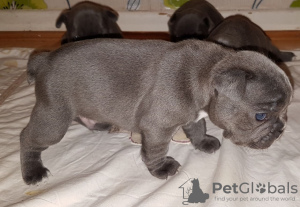 Photo №2 to announcement № 11829 for the sale of french bulldog - buy in Germany private announcement, from nursery, from the shelter, breeder