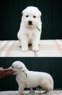 Photo №4. I will sell berger blanc suisse in the city of Москва. from nursery - price - negotiated