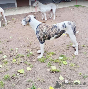 Photo №1. american bulldog - for sale in the city of Kovin | negotiated | Announcement № 125271