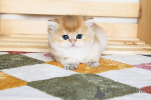 Photo №2 to announcement № 173803 for the sale of british shorthair - buy in United Kingdom private announcement, breeder