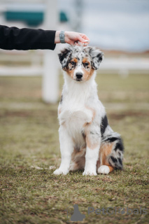 Photo №2 to announcement № 18927 for the sale of australian shepherd - buy in Belarus private announcement