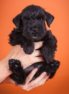 Photo №1. schnauzer - for sale in the city of Novosibirsk | 700$ | Announcement № 454