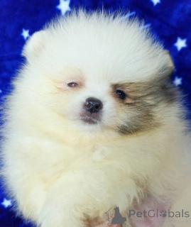 Photo №3. Pomeranian Boo Puppies.. Serbia