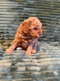 Photo №2 to announcement № 133681 for the sale of poodle (dwarf) - buy in United States private announcement