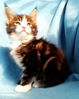 Photo №1. maine coon - for sale in the city of Rostov-on-Don | 261$ | Announcement № 6147
