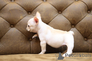 Additional photos: beautiful French bulldog puppies.