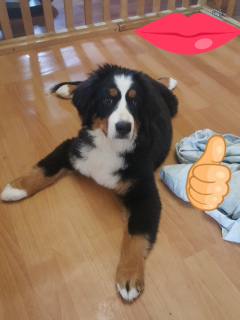 Photo №1. bernese mountain dog - for sale in the city of Balashikha | negotiated | Announcement № 3315