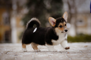 Photo №4. I will sell welsh corgi in the city of Slavutich. from nursery - price - 737$