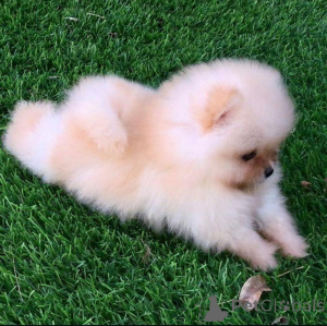 Photo №3. Pure breed, Teddy bear face Pomeranian puppies. Finland