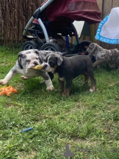 Photo №2 to announcement № 160010 for the sale of english bulldog - buy in Latvia private announcement