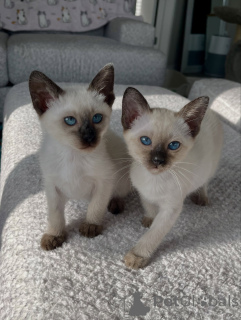 Photo №1. siamese cat - for sale in the city of Eindhoven | Is free | Announcement № 178143