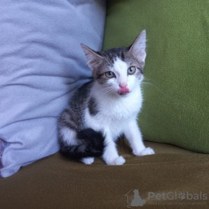 Additional photos: A charming tabby kitten boy is looking for a home and a loving family!