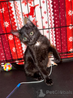 Photo №3. The kittens Funtik and Kola are looking for their happiness. Russian Federation