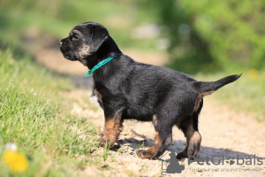 Additional photos: border terrier puppies