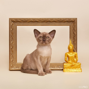 Photo №1. burmese cat - for sale in the city of Novosibirsk | 699$ | Announcement № 1863