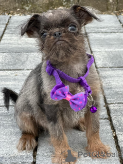 Photo №1. brussels griffon - for sale in the city of Kula | 1057$ | Announcement № 121186