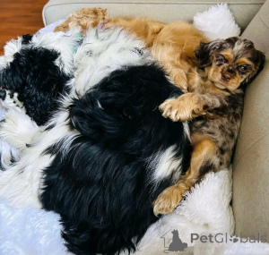 Photo №2 to announcement № 139039 for the sale of american cocker spaniel - buy in Germany private announcement, breeder