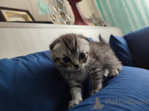 Photo №2 to announcement № 145860 for the sale of scottish straight - buy in Belarus private announcement