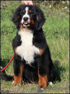 Photo №1. bernese mountain dog - for sale in the city of Belgrade | negotiated | Announcement № 121693