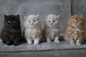 Photo №1. british longhair - for sale in the city of Vienna | 516$ | Announcement № 163472