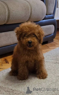 Photo №1. poodle (toy) - for sale in the city of Zrenjanin | negotiated | Announcement № 174579